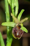 Ophrys classica